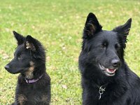 Qiu und Gitan